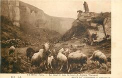 CPA Vayson Paul Les Moutons dans la Combe de Bezaure Provence Marseille Musee de Longchamp 