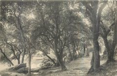 CPA Noirmoutier Sous bois des Dames 