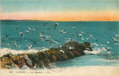 CPA Cannes Les Mouettes 