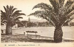 CPA Sanary Vue a travers les Palmiers 
