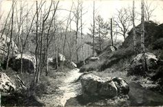 CPM Milly la Foret S et O Sous bois 