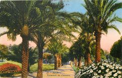 CPA Nice Palmiers du Chateau 