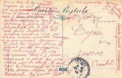 CPA Nice Palmiers du Chateau 