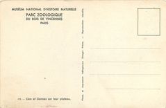 CPA Museum National d'Histoire Naturelle Parc Zoologique du Bois de Vincennes Paris Lion et Lionnes 