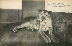CPA Paris Museum d'Histoire Naturelle Lionne d'Afrique Lion