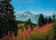 CPM Villars s/Ollon Les Dents du Midi 