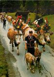 CPM Folklore Suisse Chevre Bœufs