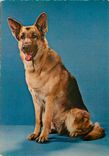 CPM Chien Berger Allemand