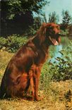 CPM Telemagazine Setter Irlandais Chien