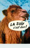 CPM Animaux Humoristiques Chameau