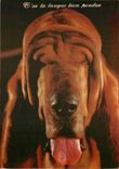 CPM Debile t'as la langue bien pendue Chien