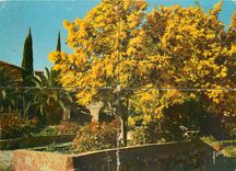 CPM Couleurs et Lumiere de France Cote d'Azur miracle de la nature Saint Tropez 