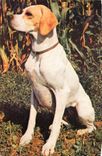 CPM Chien