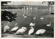 CPM Am Zurichsee 