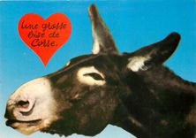 CPM Corse Ile de Beaute Une grosse bise de Corse Ane Mule