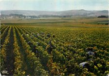 CPM Vendanges en Champagne 