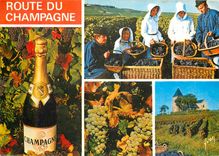 CPM Couleurs et Lumiere de France La Route du Champagne Scenes de Vendagnes en Champagne 