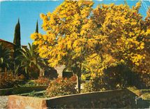 CPM Couleurs et Lumiere de France La Cote d'Azur miracle de la nature Saint Tropez 