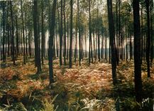 CPM Couleurs et Lumiere de France Les Landes La Foret Landaise 