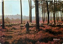 CPM Visage des Landes Troupeau de moutons au petit matin 