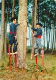CPM Dans la Foret de Pins Les Resiniers 