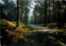 CPM Dans nos Forets de Gascogne La Pinede 