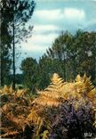 CPM Le sceptre de l'automne a touche la foret une jonchee d'or s'est partout repandue 
