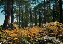 CPM Sous Bois Landais 