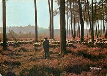 CPM Visage des Landes Troupeau de moutons au petit matin 