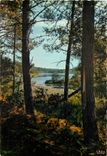 CPM Dans la Lande Courant dans la Foret 