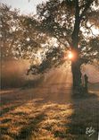 CPM Landes Coucheur de Soleil dans la foret 
