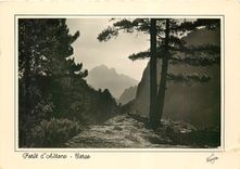 CPM La Corse Ile de Beaute Foret d'Aitone 