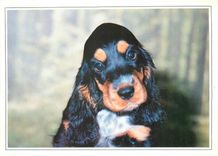 CPM Chien