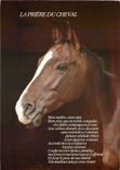 CPM La Priere du Cheval 