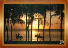 CPM La carte postale de l'amitie Chevaux