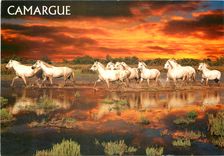 CPM En Camargue 