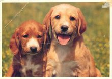 CPM Chiots Etoile et Eddy 