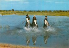 CPM Camargue Lumieres et Traditions Mejanes Chevaux