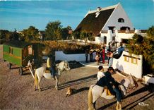 CPM En Camargue Scene folklorique Chevaux Folklore