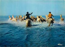 CPA En Camargue Chevauchee en Camargue Chevaux