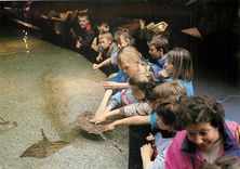 CPM Bassin Tactile et raies Bouclees Enfants