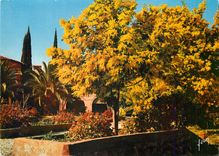 CPM Saint Tropez (Var) La Cote d'Azur miracle de la nature Printemps aux environs de Saint Tropez