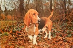 CPM Chien Basset