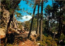 CPM Couleurs et Lumiere de France La Corse Oasis de Beaute Foret de L'Ospedale