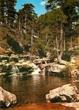 CPM Couleurs et Lumilere de France La Corse Oasis de Beaute Evisa (Corse)