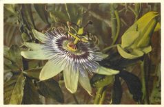 CPM Passiflora Coerulea Passionblume