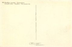 CPM Passiflora Coerulea Passionblume