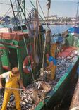 CPM La Bretagne en couleurs Concarneau (Finistere)retour de peche des sardiniers Bateau