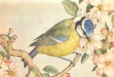 CPM Bluetit Noel Hopking 