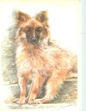 CPM Chien
